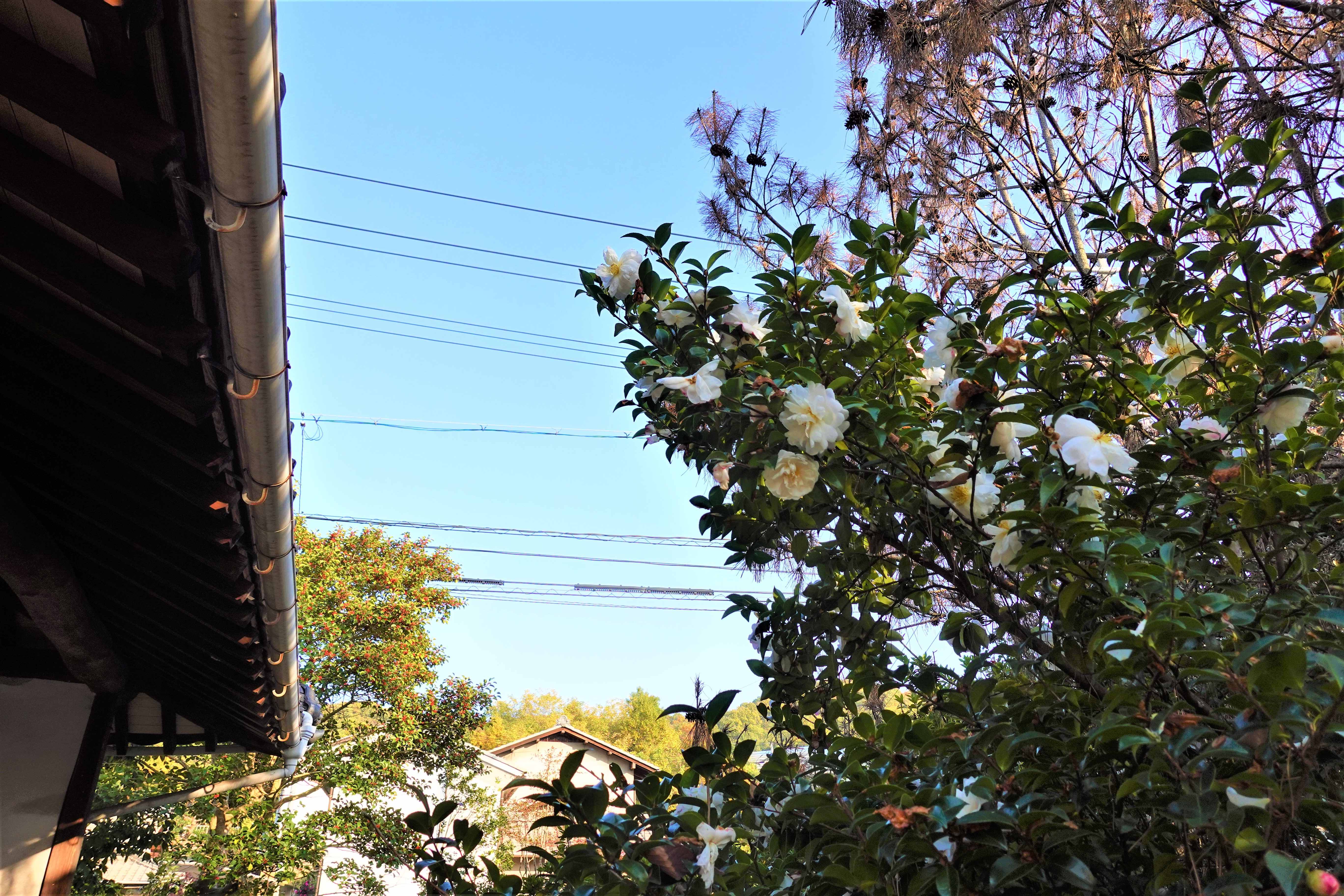 【建物登記】あくらの木と山茶花の木